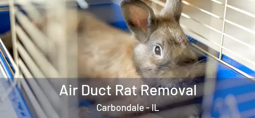  Air Duct Rat Removal Carbondale - IL